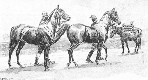 Босански коњ, цртеж Рудолфа вон Оттенфелда из 1900. године
